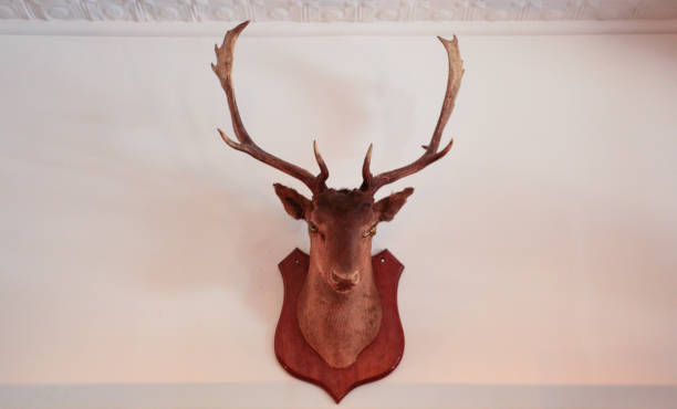 istock Taxidermy Deer Head 1408155703