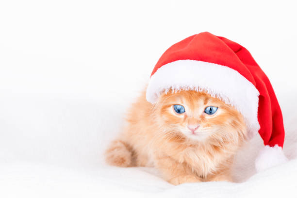 istock orange kitten in a red santa claus hat sits on a gray background 1408156316
