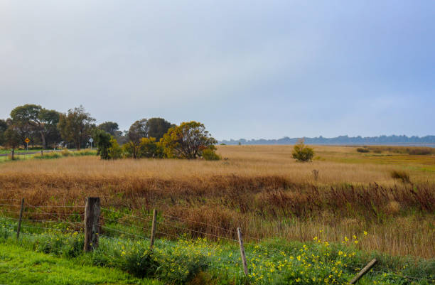 istock coastal landscape with grasses and morning mist 1408157135