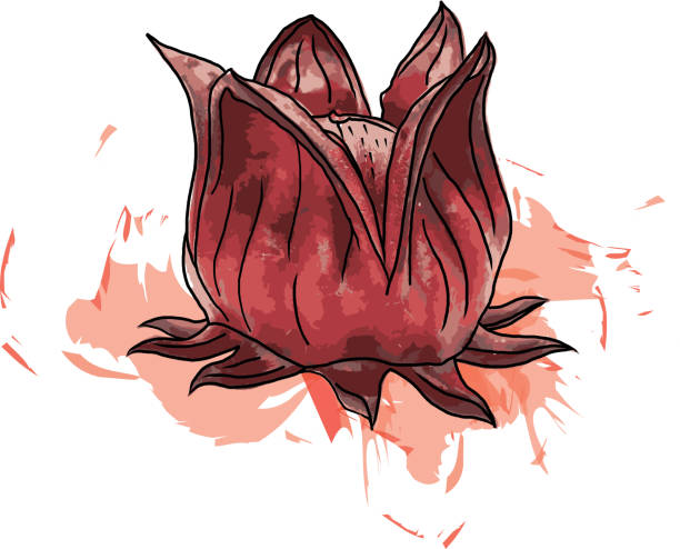 illustrations, cliparts, dessins animés et icônes de résumé d’hibiscus sabdariffa ou de fruits de roselle sur fond blanc avec une couleur étalée. - sepal