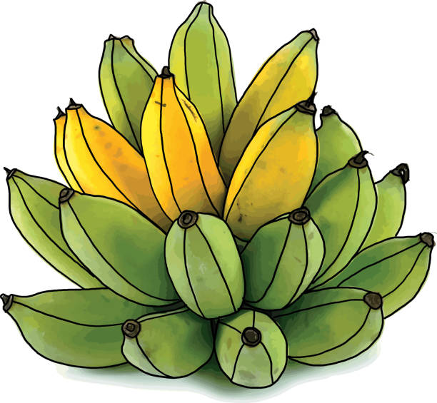 zusammenfassung von rip und roher banane, isoliert auf weißem hintergrund. - banana bunch yellow healthy lifestyle stock-grafiken, -clipart, -cartoons und -symbole