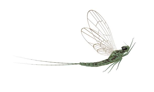 mayfly, izolowany na białym tle. ilustracja wektorowa. - jętka stock illustrations