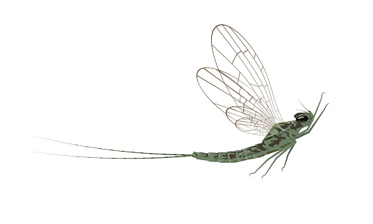 Mayfly, isolated on the white background. Vector illustration.