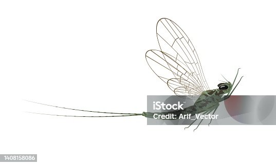 istock Mayfly, isolated on the white background. Vector illustration. 1408158086