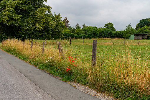 Pasture with green grass surrounded by a fence with barbed wire. Red poppies bloom near the fence along the road.