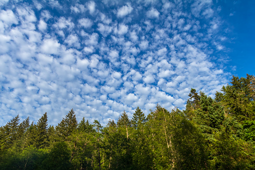 Cumulus clouds above the evergreen trees.