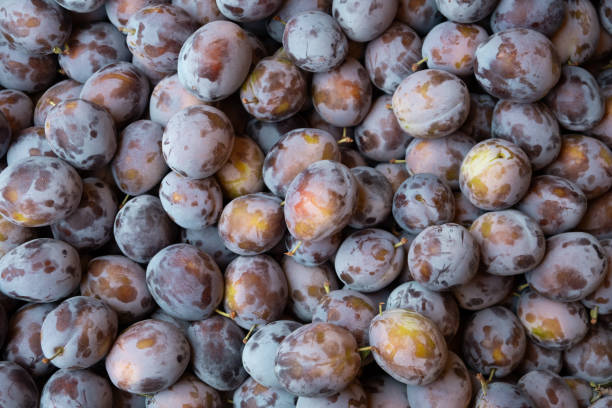 istock Full frame of fresh ripe damson blue plums. 1408161901