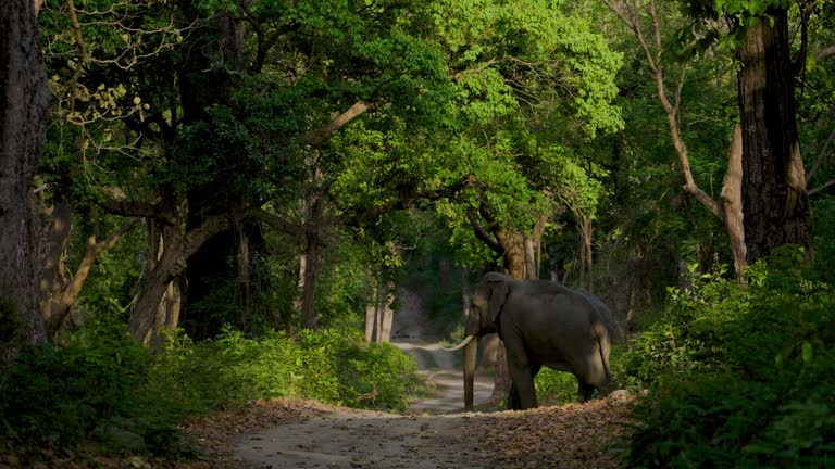 A male tusker asian elephant crossing a forest road