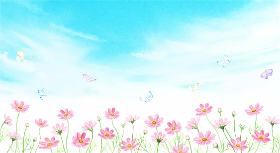 Watercolor illustration of cosmos field and butterfly landscape