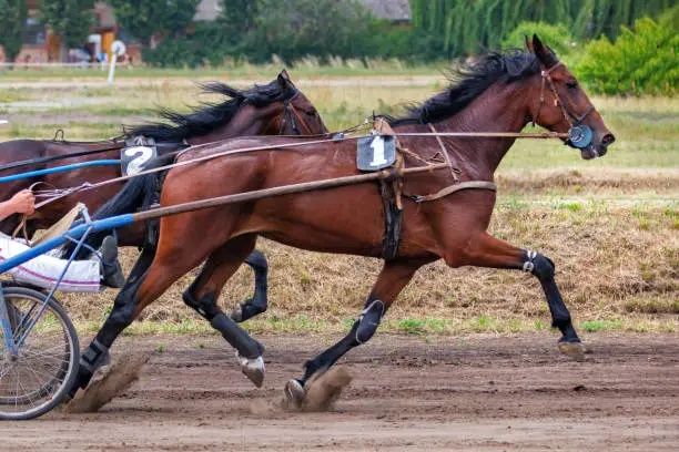 Beautiful brown horses run along the dusty track of the hippodrome on a summer day.