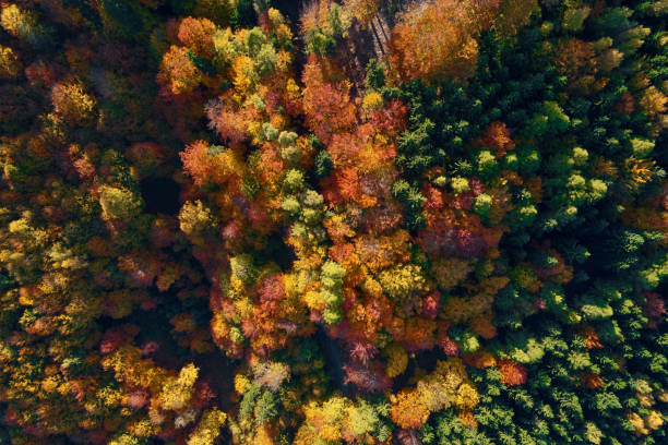istock Aerial view of mountains covered with autumn forest 1408163922