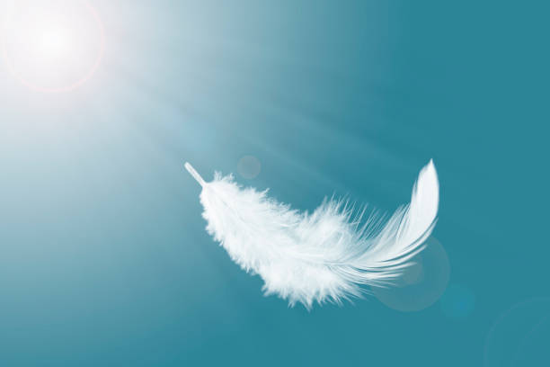 istock Abstract a Single White Bird Feather Floating in The Sky. Flying Swan Feather 1408164982