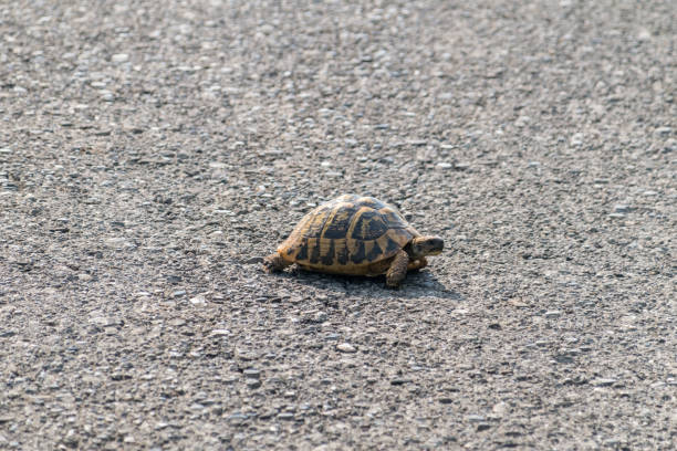 istock Hermann's tortoise (Testudo hermanni) on the road. 1408168631