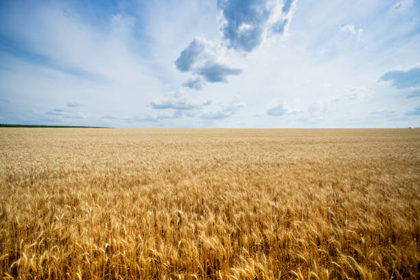 istock Golden wheat field under blue sky and clouds 1408170198