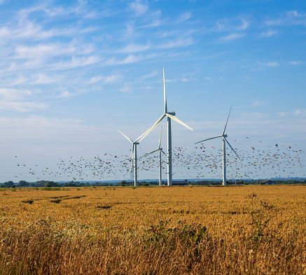 Flock of birds flying under the turbines of Little Cheyne Court wind farm on Romney Marsh on the East Sussex Kent border south east England UK