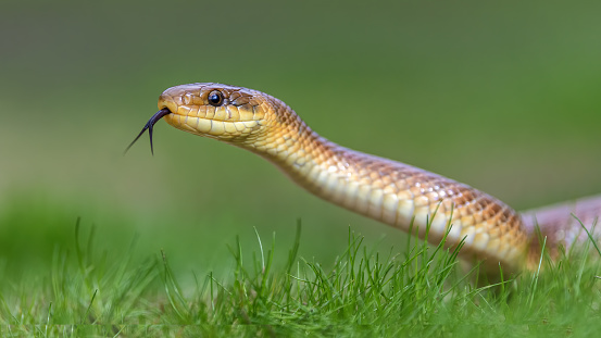 Una serpiente Esculapio silbante (Zamenis longissimus) en la hierba con la lengua fuera photo