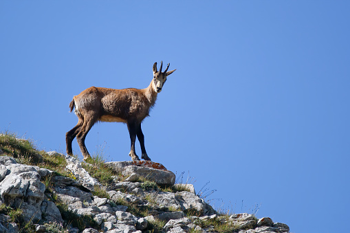 Chamois (Rupicapra rupicapra) on a rock in the Pirin Mountains, Bulgaria. Isolated on a clear blue sky