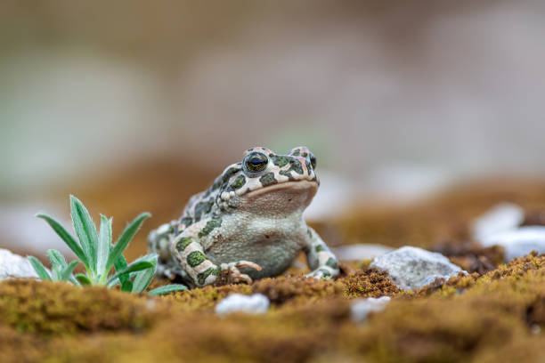 istock European green toad (Bufotes viridis) in nature 1408170297