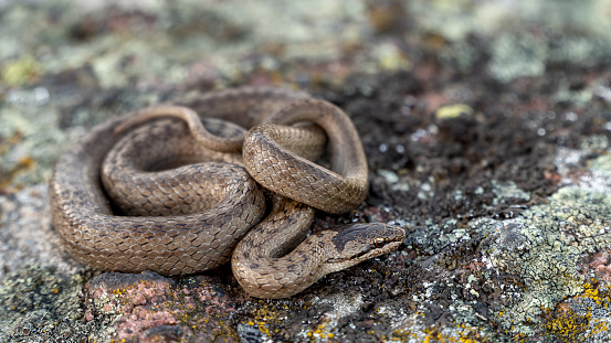 Smooth snake (Coronella austriaca) lying on a rock