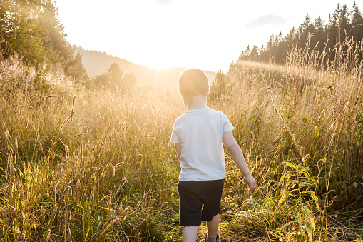 Little boy in sunset light, summer field. Rear view.