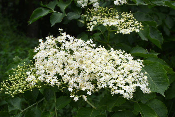 istock Elderberry blooms in nature 1408172443