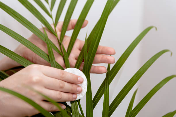 Woman hand wiping dust off green leaves of palm areca. Woman cleaning palm leaves stock photo