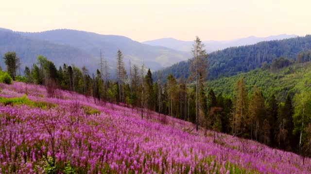 Blooming meadow on a background of blue mountains. Field with flowers and flowering plants on the hill