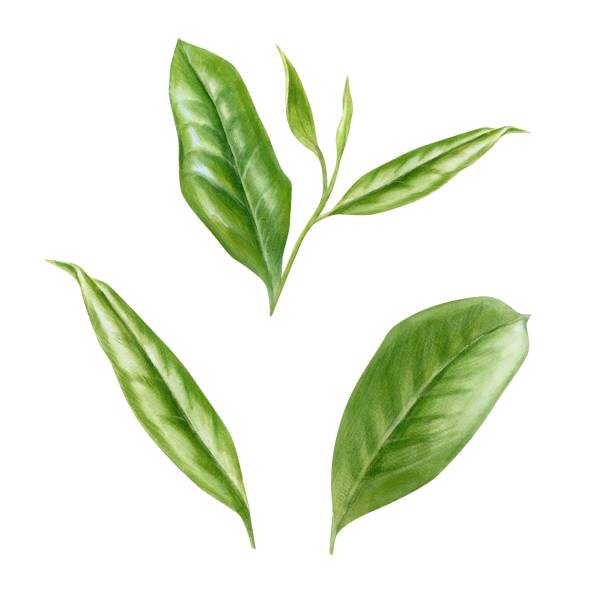 ilustraciones, imágenes clip art, dibujos animados e iconos de stock de hojas de té verde, conjunto de elementos, ilustración en acuarela - green tea illustrations