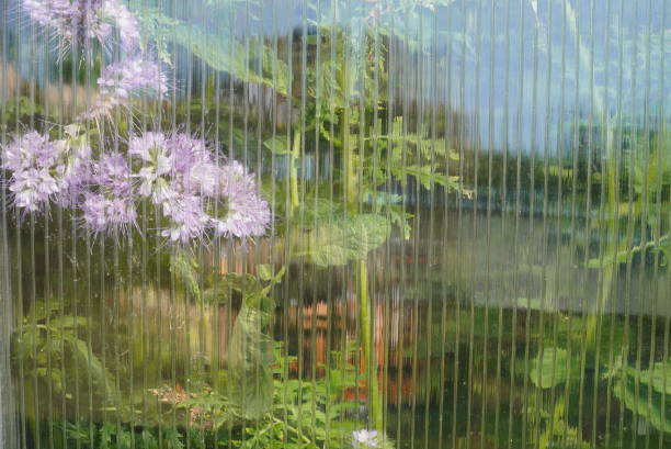Polycarbonate on the greenhouse, close-up, with vegetation behind it.