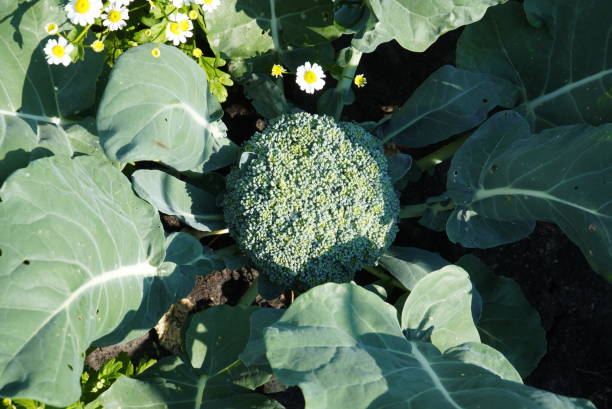 istock Cauliflower on a bed in a private garden, close-up 1408173947