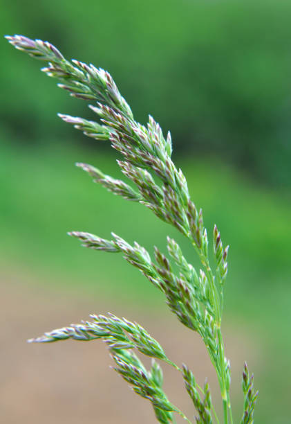 istock Poa grows in the meadow among wild grasses. 1408174803