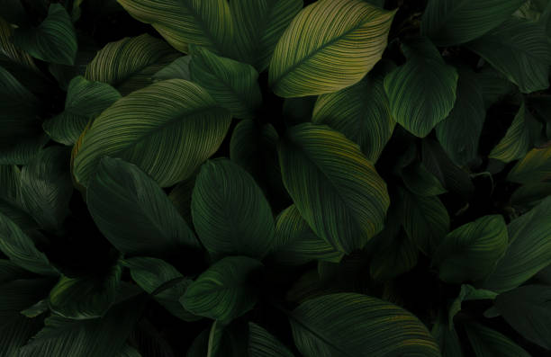 nahaufnahme der grünen blätter tropischer pflanzen im garten. dichtes dunkelgrünes blatt mit schönheitsmuster-texturhintergrund. grüne blätter für spa-hintergrund. grünes hintergrundbild. draufsicht zierpflanze im garten. - gold leaf fotos stock-fotos und bilder