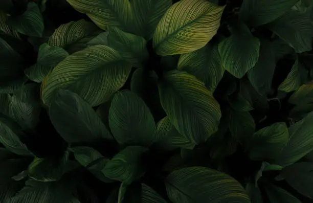 Photo of Closeup green leaves of tropical plant in garden. Dense dark green leaf with beauty pattern texture background. Green leaves for spa background. Green wallpaper. Top view ornamental plant in garden.