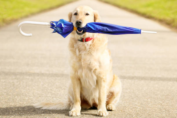istock Golden Retriever retrieving an blue umbrella 1408176304