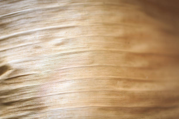 Texture background backlight cinnamon dry leaf. Closeup background of beige banana leaf use space for text or image design