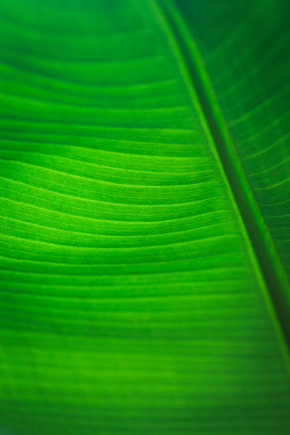 istock Banana green leaf closeup background use us space for text or image backdrop design. Texture background backlight fresh green leaf. 1408180715