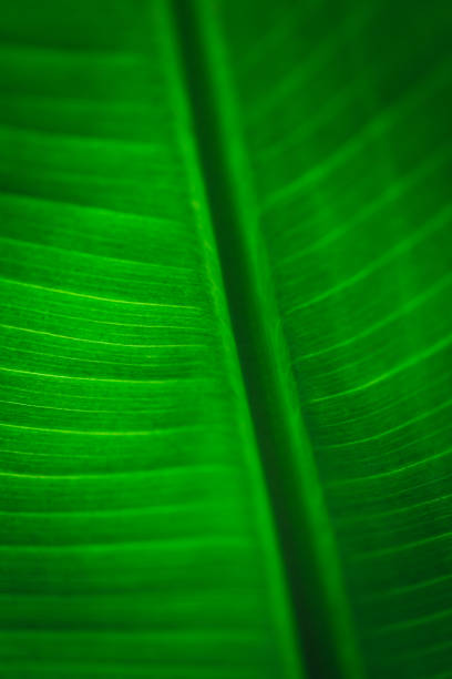 istock Banana green leaf closeup background use us space for text or image backdrop design. Texture background backlight fresh green leaf. 1408180724