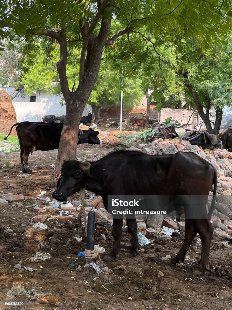 Image of sacred cows tethered up with rope to posts on wasteland surrounded by rubble and rubbish, focus on foreground Stock photo showing close-up view of sacred cows tethered up to posts with rope on Ghaziabad waste land covered in rubbish. Feeding a cow in India is considered an act of holiness towards this animal of worship. Animal Stock Photo