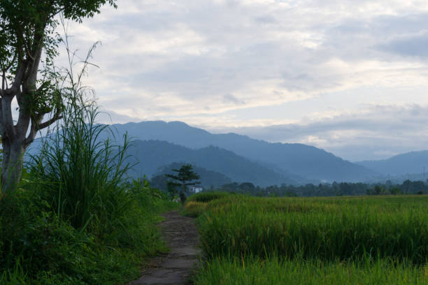istock morning view in the road among rice fields 1408181694