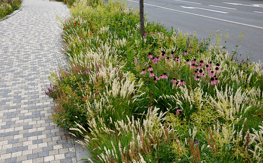 bed of colorful prairie flowers in an urban environment attractive to insects and butterflies, mulched by gravel. on the corners of the essential oil large boulders against crossing the edges , fascination, virginicum, virginianum, melica ciliata, pallida, pallda, spicata, veronicastrum, purpurea, veronica