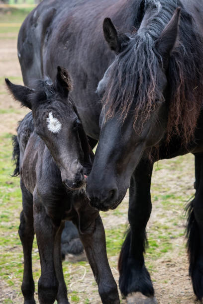 cavalo de égua frísia e potro no prado. - crossbreeding - fotografias e filmes do acervo