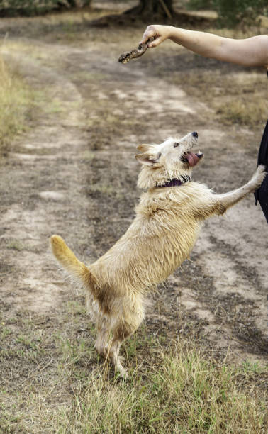 istock Dog standing in nature 1408182946