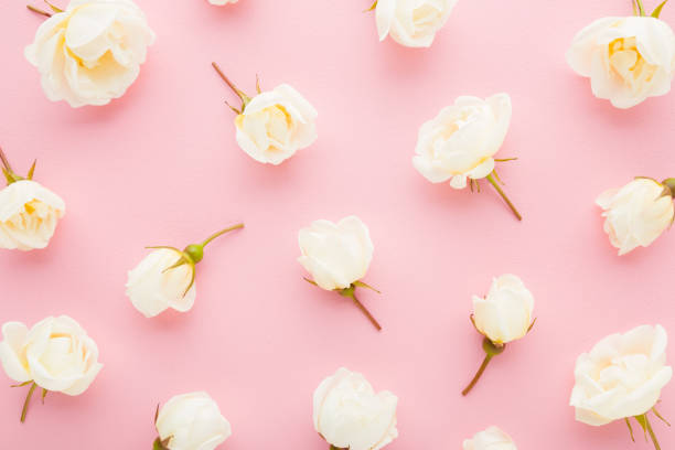 istock Fresh white roses on light pink table background. Pastel color. Beautiful flower pattern. Closeup. Top down view. 1408183125