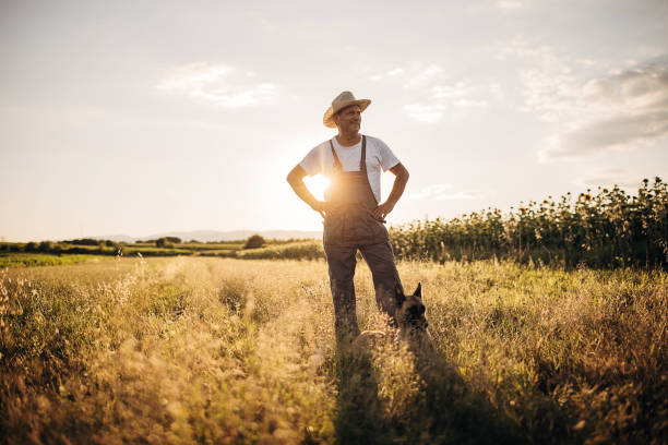 istock Senior farm worker on the wheat farm with his dog 1408183444