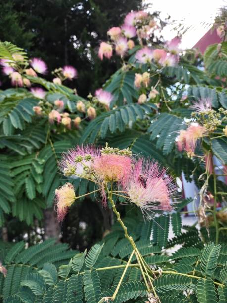 istock Albizia julibrissin 1408184996