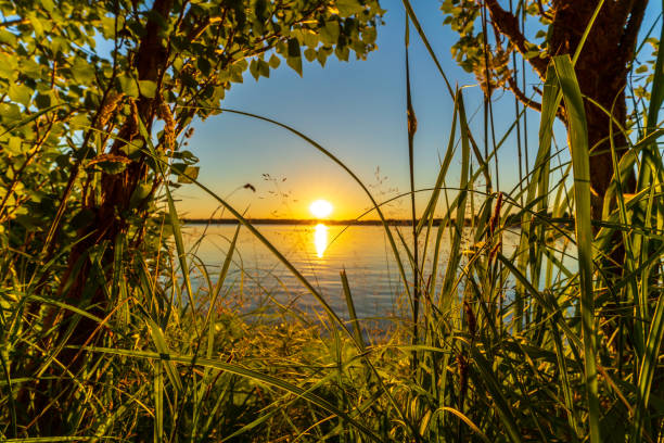 A beautiful sunset behind green leaves at a lake in summer