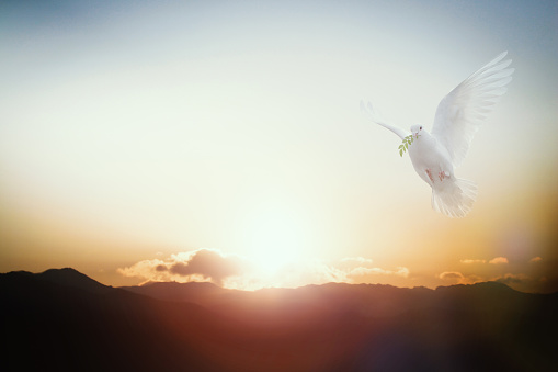 White doves of peace fly off into the heavens.