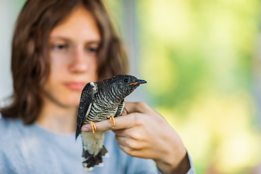 Rescued baby bird cuckoo getting care and love from teenage boy. Bird is standing on boy's finger. They are in backyard