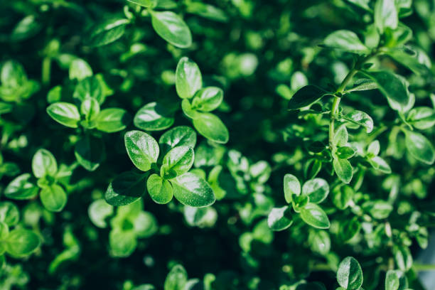 istock Thyme plant growing in organic herb garden. Thyme background 1408188787