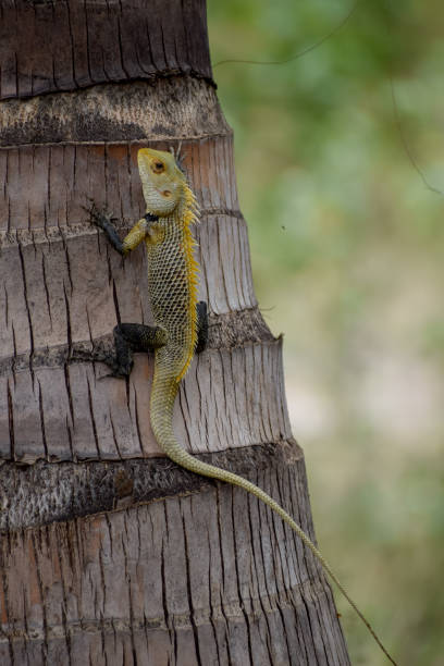 istock The oriental garden lizard( Agamid lizard) 1408189426